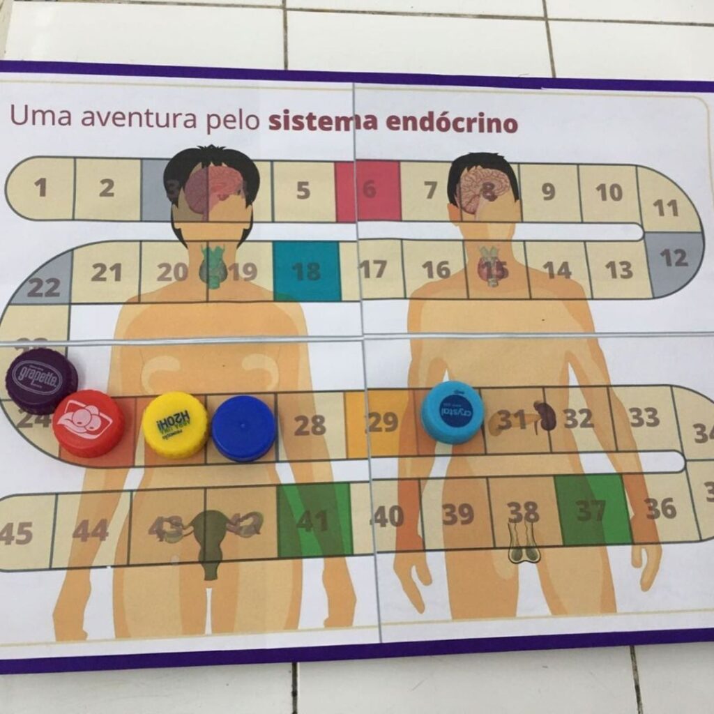 Os alunos do 8º ano aventuraram-se por um sistema muito importante: o sistema endócrino,.